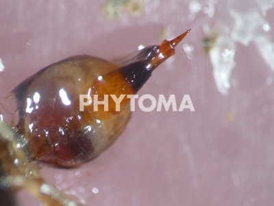 Bactrocera oleae